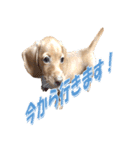 かわいい飼い犬「モカ」のスタンプ（個別スタンプ：12）