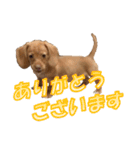 かわいい飼い犬「モカ」のスタンプ（個別スタンプ：14）