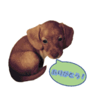 かわいい飼い犬「モカ」のスタンプ（個別スタンプ：15）