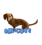 かわいい飼い犬「モカ」のスタンプ（個別スタンプ：16）