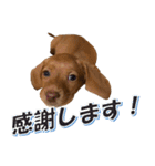 かわいい飼い犬「モカ」のスタンプ（個別スタンプ：18）