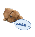 かわいい飼い犬「モカ」のスタンプ（個別スタンプ：19）