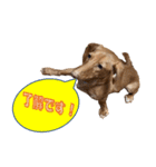 かわいい飼い犬「モカ」のスタンプ（個別スタンプ：20）
