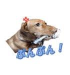 かわいい飼い犬「モカ」のスタンプ（個別スタンプ：21）