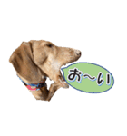 かわいい飼い犬「モカ」のスタンプ（個別スタンプ：22）