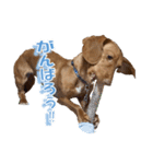 かわいい飼い犬「モカ」のスタンプ（個別スタンプ：23）