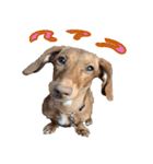 かわいい飼い犬「モカ」のスタンプ（個別スタンプ：25）