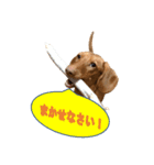かわいい飼い犬「モカ」のスタンプ（個別スタンプ：26）