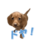 かわいい飼い犬「モカ」のスタンプ（個別スタンプ：27）