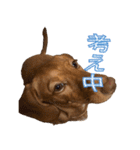 かわいい飼い犬「モカ」のスタンプ（個別スタンプ：28）