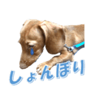 かわいい飼い犬「モカ」のスタンプ（個別スタンプ：30）