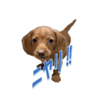 かわいい飼い犬「モカ」のスタンプ（個別スタンプ：32）