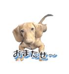 かわいい飼い犬「モカ」のスタンプ（個別スタンプ：33）