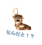 かわいい飼い犬「モカ」のスタンプ（個別スタンプ：36）
