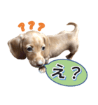 かわいい飼い犬「モカ」のスタンプ（個別スタンプ：37）