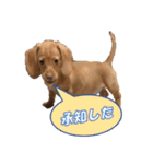 かわいい飼い犬「モカ」のスタンプ（個別スタンプ：38）