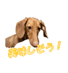 かわいい飼い犬「モカ」のスタンプ（個別スタンプ：39）