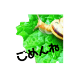 カタツムリ孫のために（個別スタンプ：6）