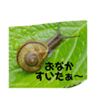 カタツムリ孫のために（個別スタンプ：8）