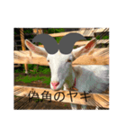 動物の実写スタンプ（個別スタンプ：3）
