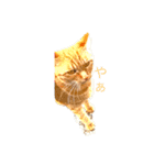 動物の実写スタンプ（個別スタンプ：4）