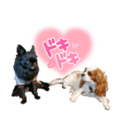 シェリ＆ジン（個別スタンプ：5）