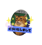 ソマリのロック★スタンプpart3（個別スタンプ：8）