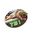 ソマリのロック★スタンプpart3（個別スタンプ：10）