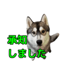 ハスキー犬の桃太郎スタンプ No.2（個別スタンプ：3）