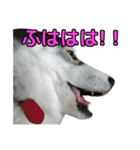 ハスキー犬の桃太郎スタンプ No.2（個別スタンプ：7）