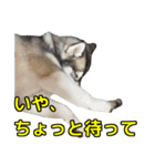ハスキー犬の桃太郎スタンプ No.2（個別スタンプ：11）