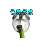 ハスキー犬の桃太郎スタンプ No.2（個別スタンプ：13）