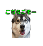 ハスキー犬の桃太郎スタンプ No.2（個別スタンプ：15）