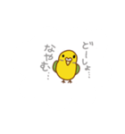 インコの会話、日常スタンプ（個別スタンプ：28）