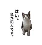 気怠い猫ども（個別スタンプ：1）