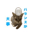 気怠い猫ども（個別スタンプ：8）