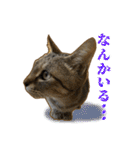 気怠い猫ども（個別スタンプ：18）