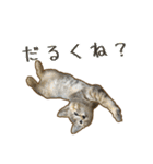 気怠い猫ども（個別スタンプ：21）