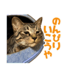 気怠い猫ども（個別スタンプ：22）