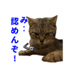 気怠い猫ども（個別スタンプ：31）