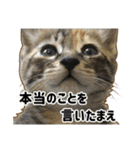 気怠い猫ども（個別スタンプ：39）