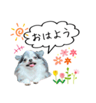 愛犬チワワの日常2（個別スタンプ：1）