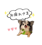 愛犬チワワの日常2（個別スタンプ：4）