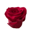 赤いバラ スタンプ（個別スタンプ：3）
