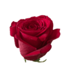 赤いバラ スタンプ（個別スタンプ：5）
