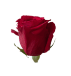 赤いバラ スタンプ（個別スタンプ：6）