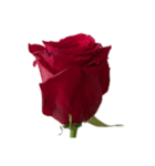 赤いバラ スタンプ（個別スタンプ：7）
