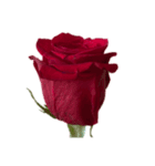 赤いバラ スタンプ（個別スタンプ：8）