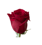赤いバラ スタンプ（個別スタンプ：12）