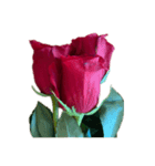 赤いバラ スタンプ（個別スタンプ：19）